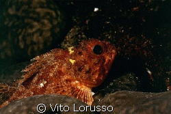 Fishs - Scorpanea notata by Vito Lorusso 